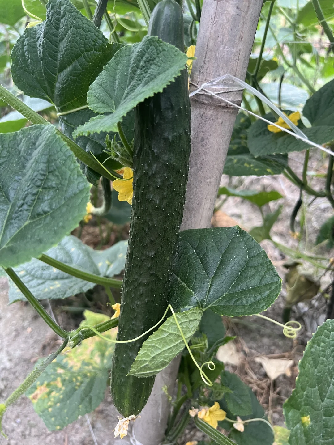 不好意思！最近只有这些菜❗️