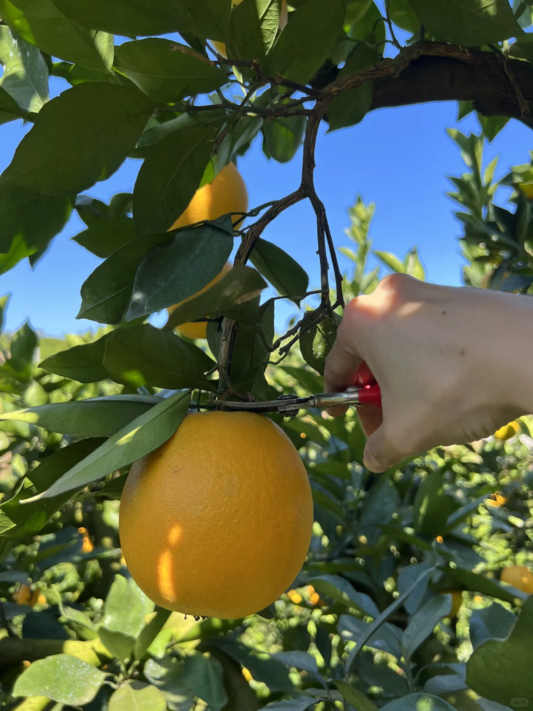 赣南脐橙代理招募|甜蜜事业等你加入