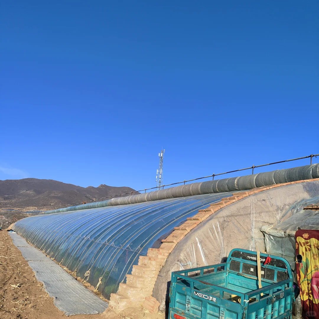 蔬菜大棚里，爸妈弄的黄瓜