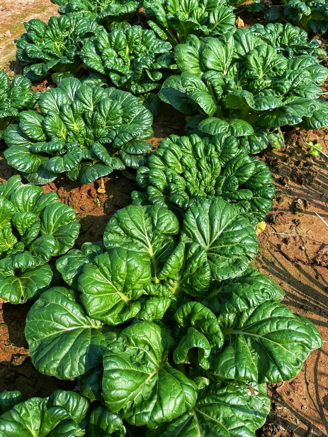 不仅是绿色的蔬菜，而且还是绿色蔬菜