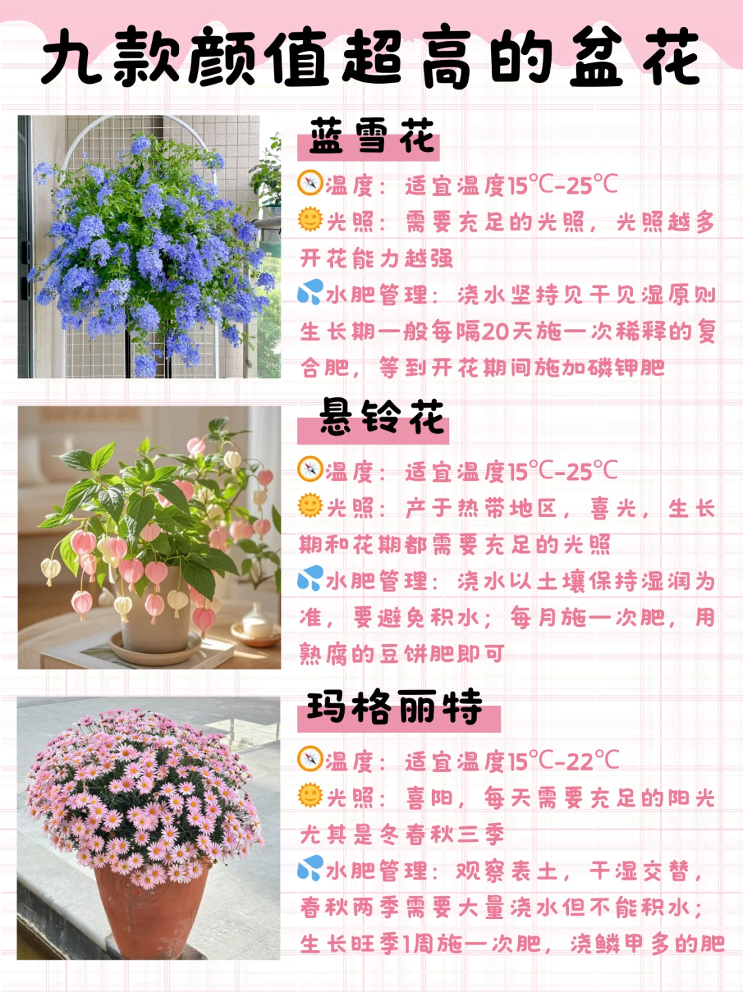 九款颜值高花期长的盆花（附养护指南）