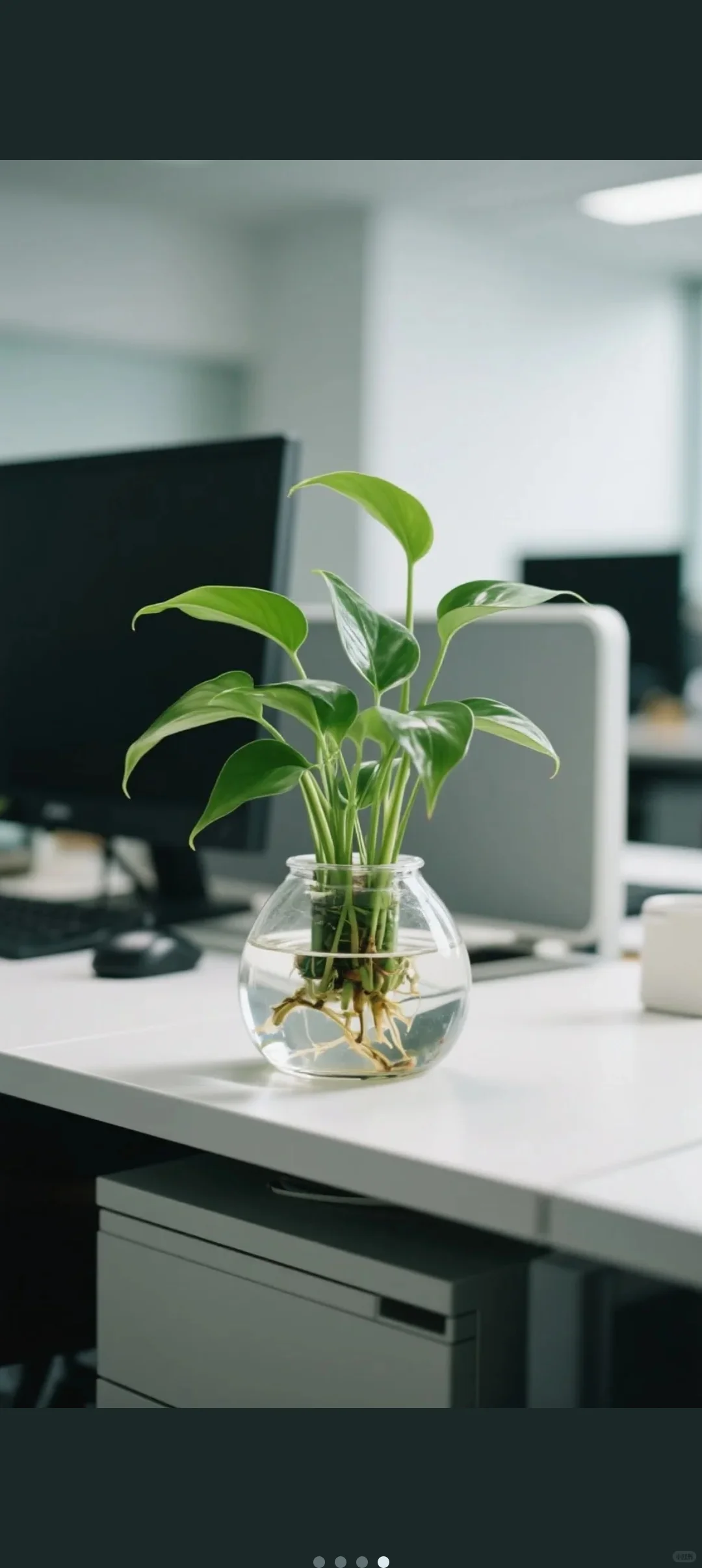 懒人福音!花店热卖水培植物,一杯清水养