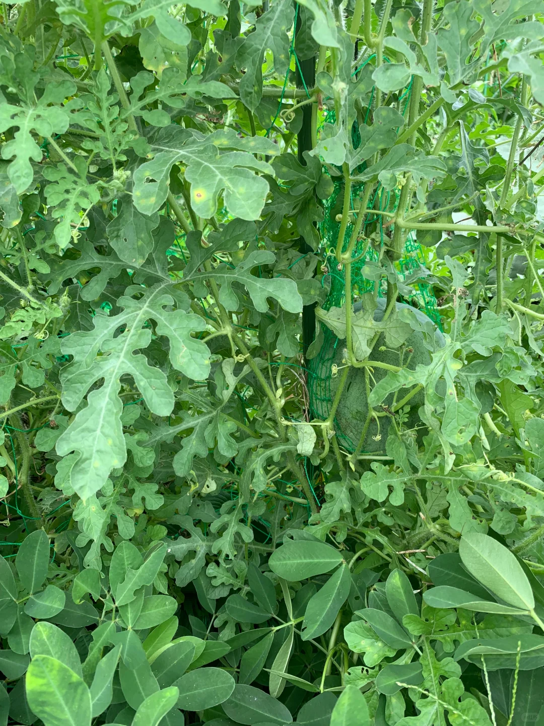 小小菜地，收获多多