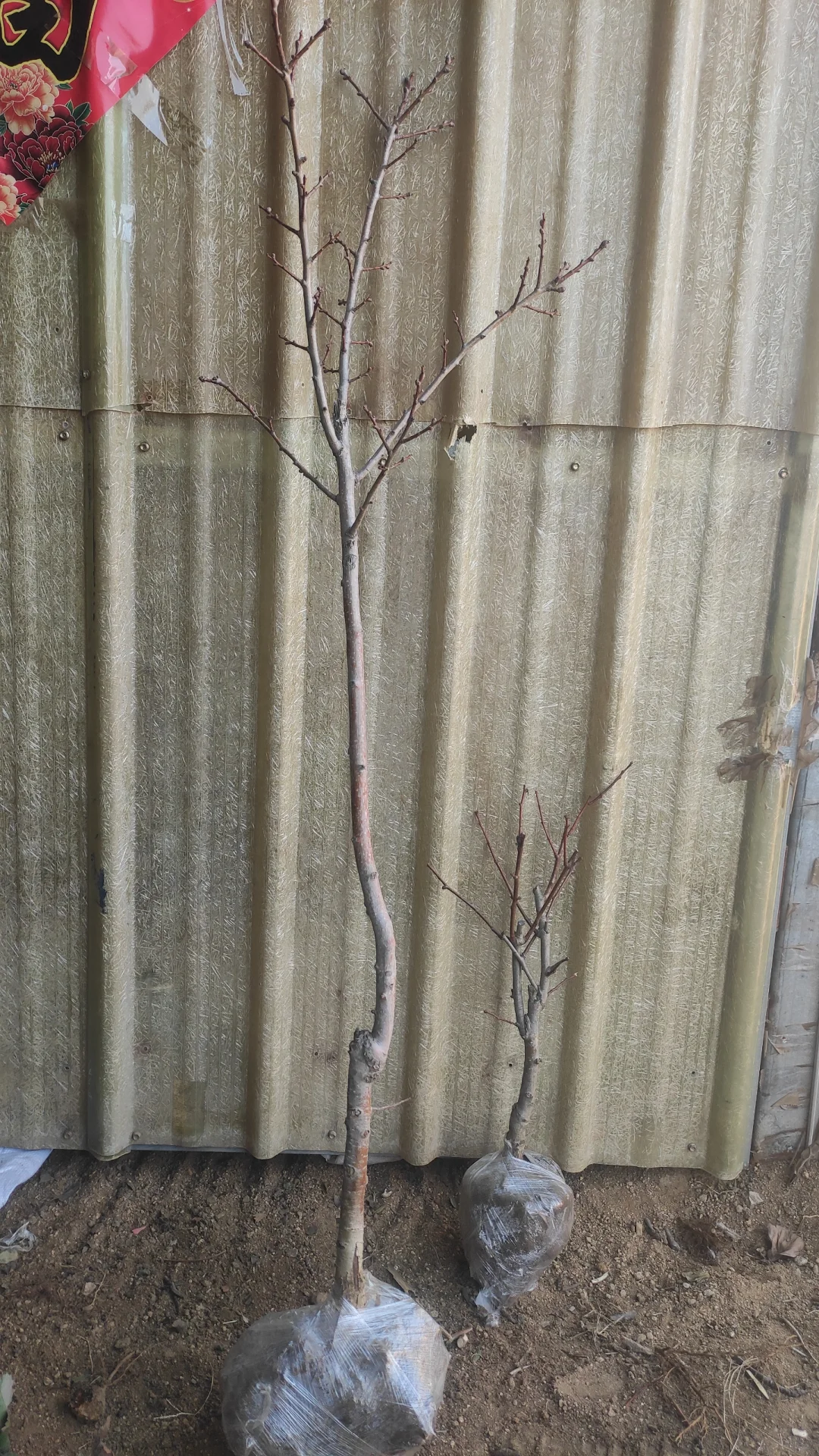 挖到了一家不错的山楂树苗