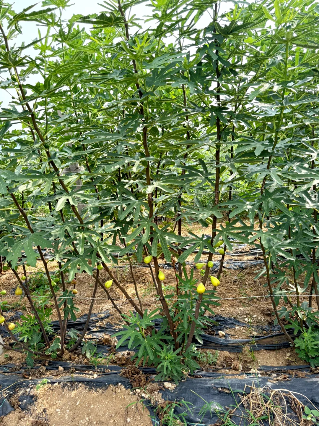 无花果采摘日常