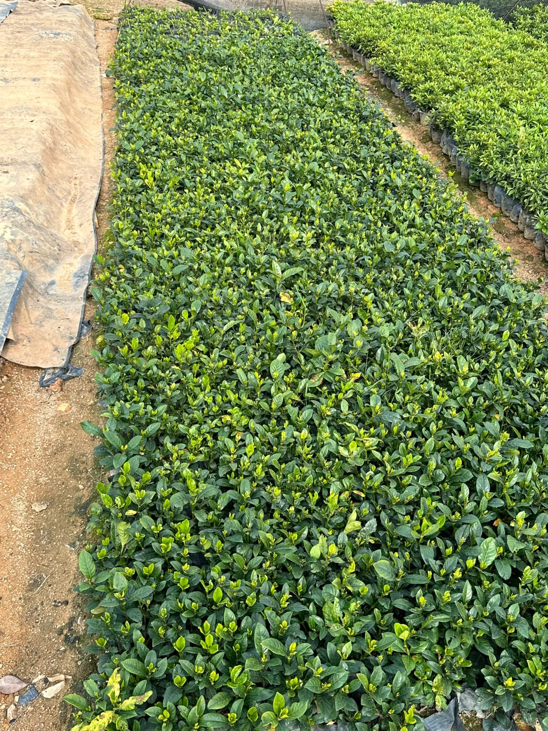 大量工程苗木供应