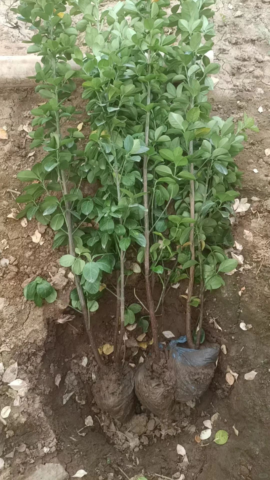 北海道黄杨苗木种植常青不落叶 各种苗木