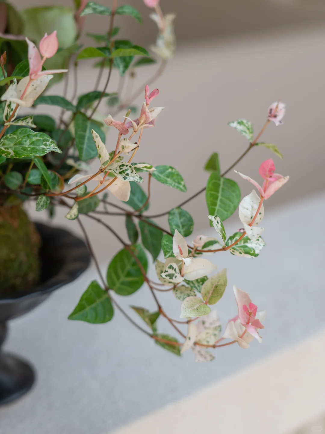 谁家滴“三生有幸”这么美捏？?