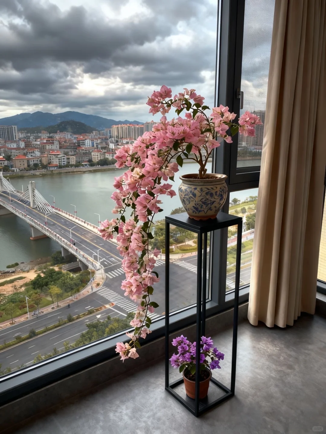 长飘三角梅丽娜，开爆了