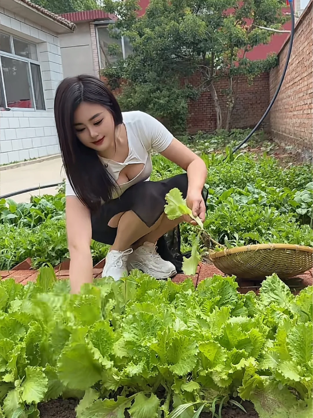 这里种菜真好～～～