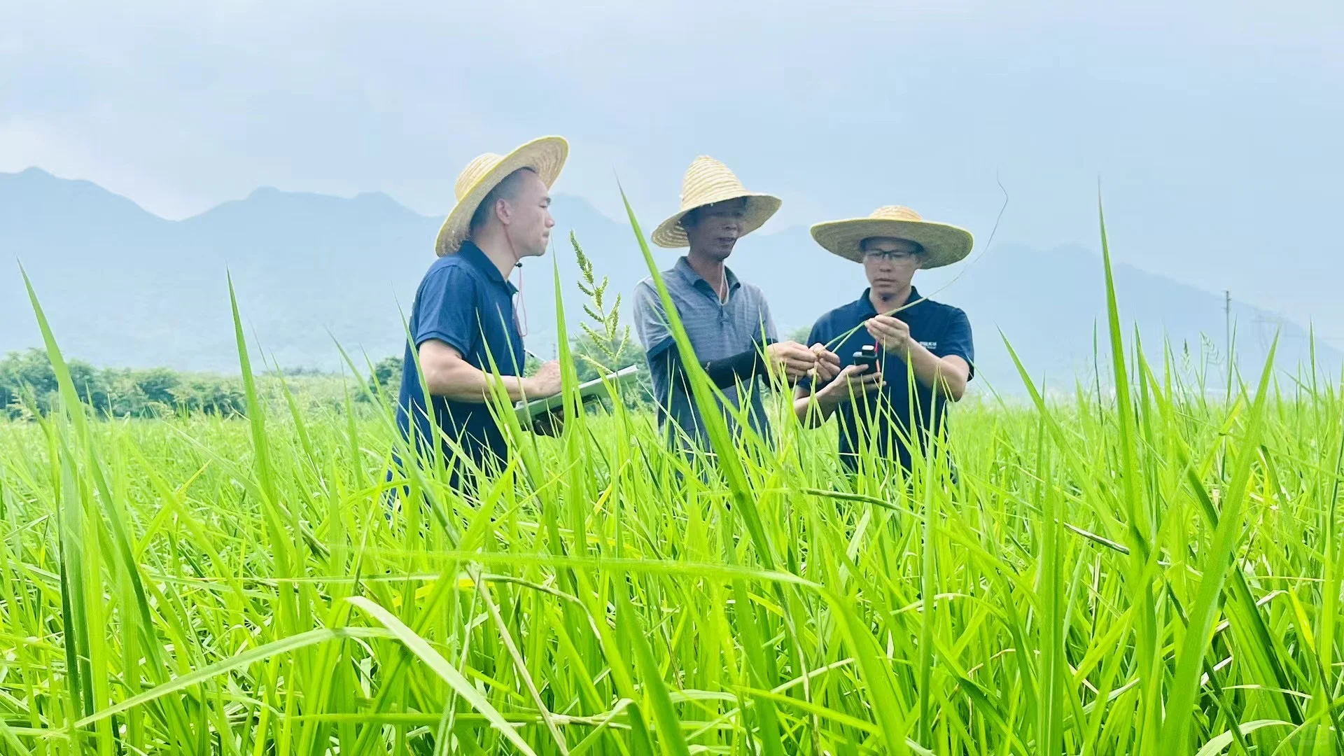 田野上的科技生活?