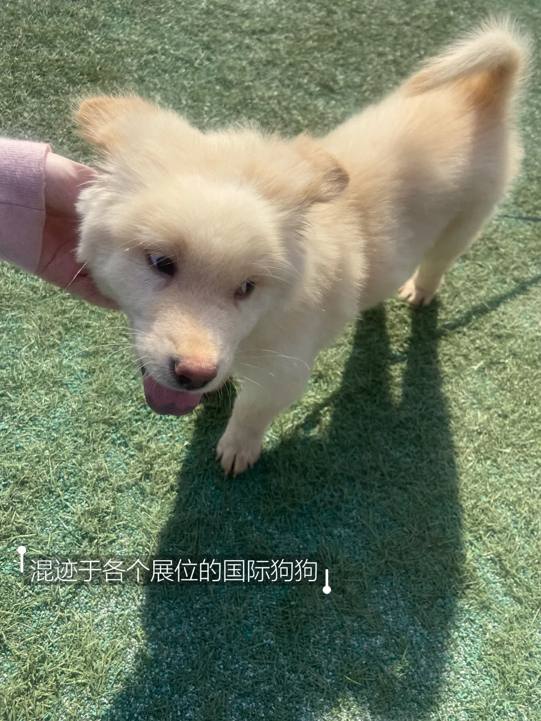 中南国际文化节，我集齐了23种语言的“你好”