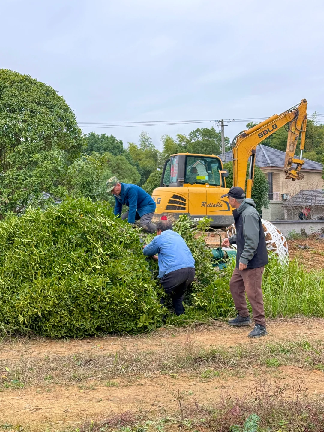 今天两大车桂花发往杭州??