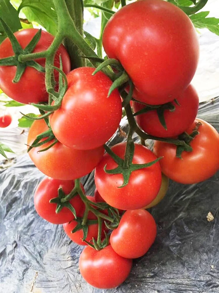 2月种菜黄金期，全品类蔬菜种植指南来啦