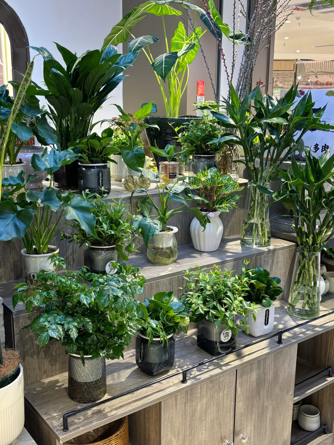 藏着闹市区的植物花园(天一城超市入口)