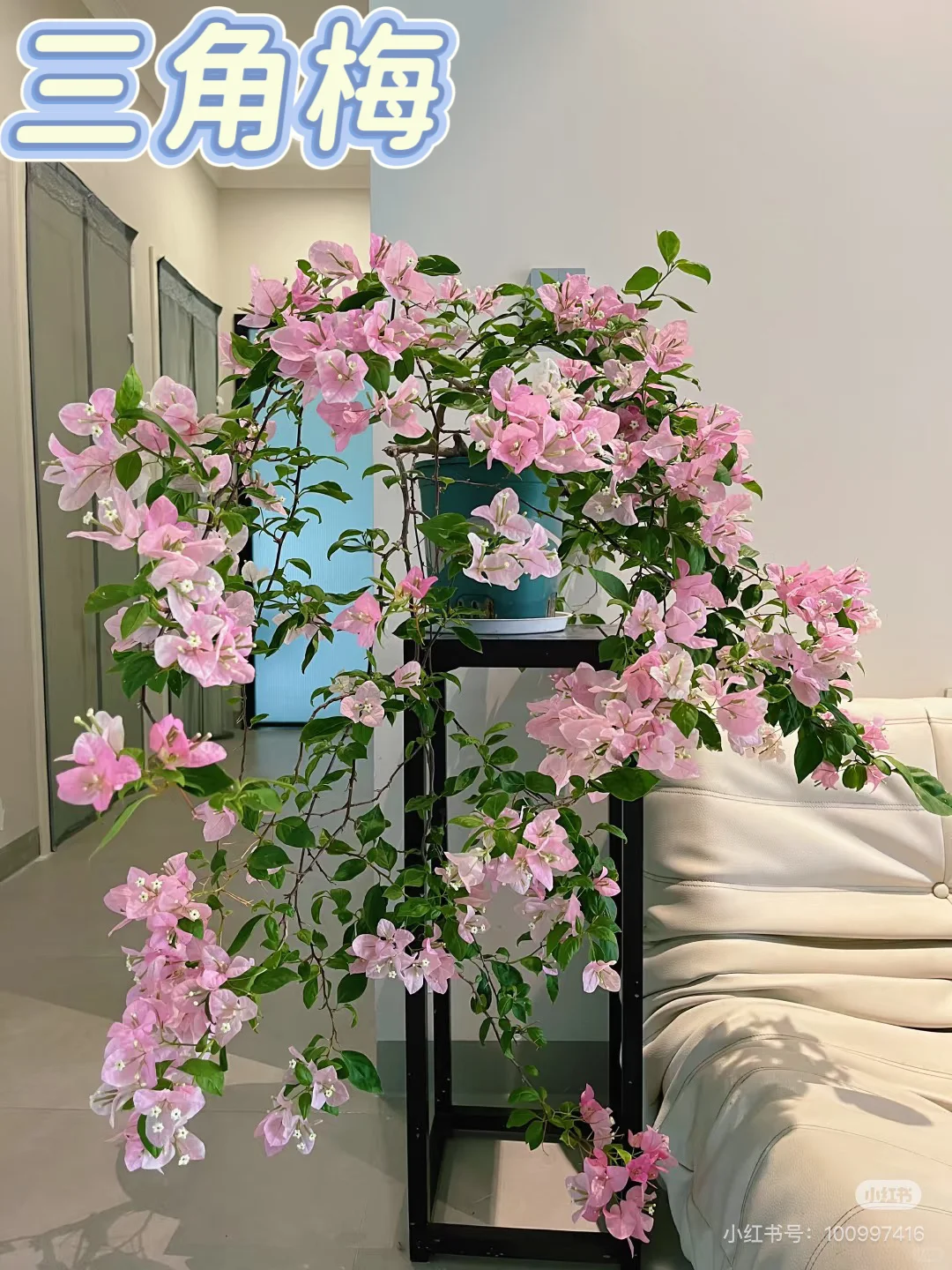 4种懒人开花植物?30天不浇水也能活!