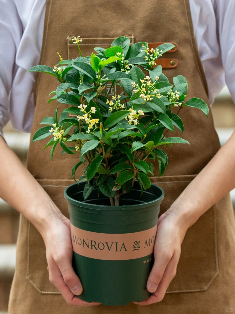 ?带花苞发货！四季开花好养植物