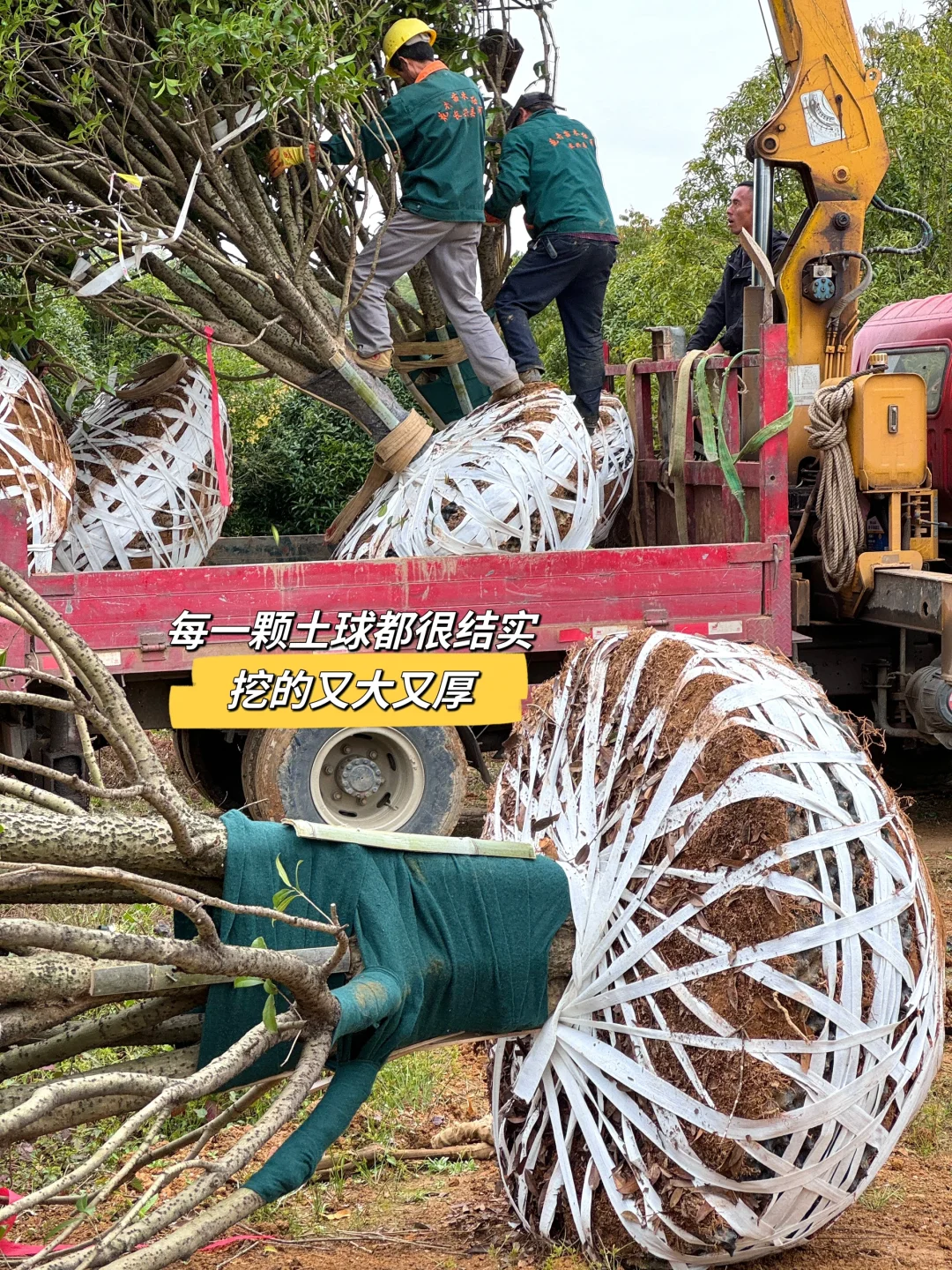 今天两大车桂花发往杭州??