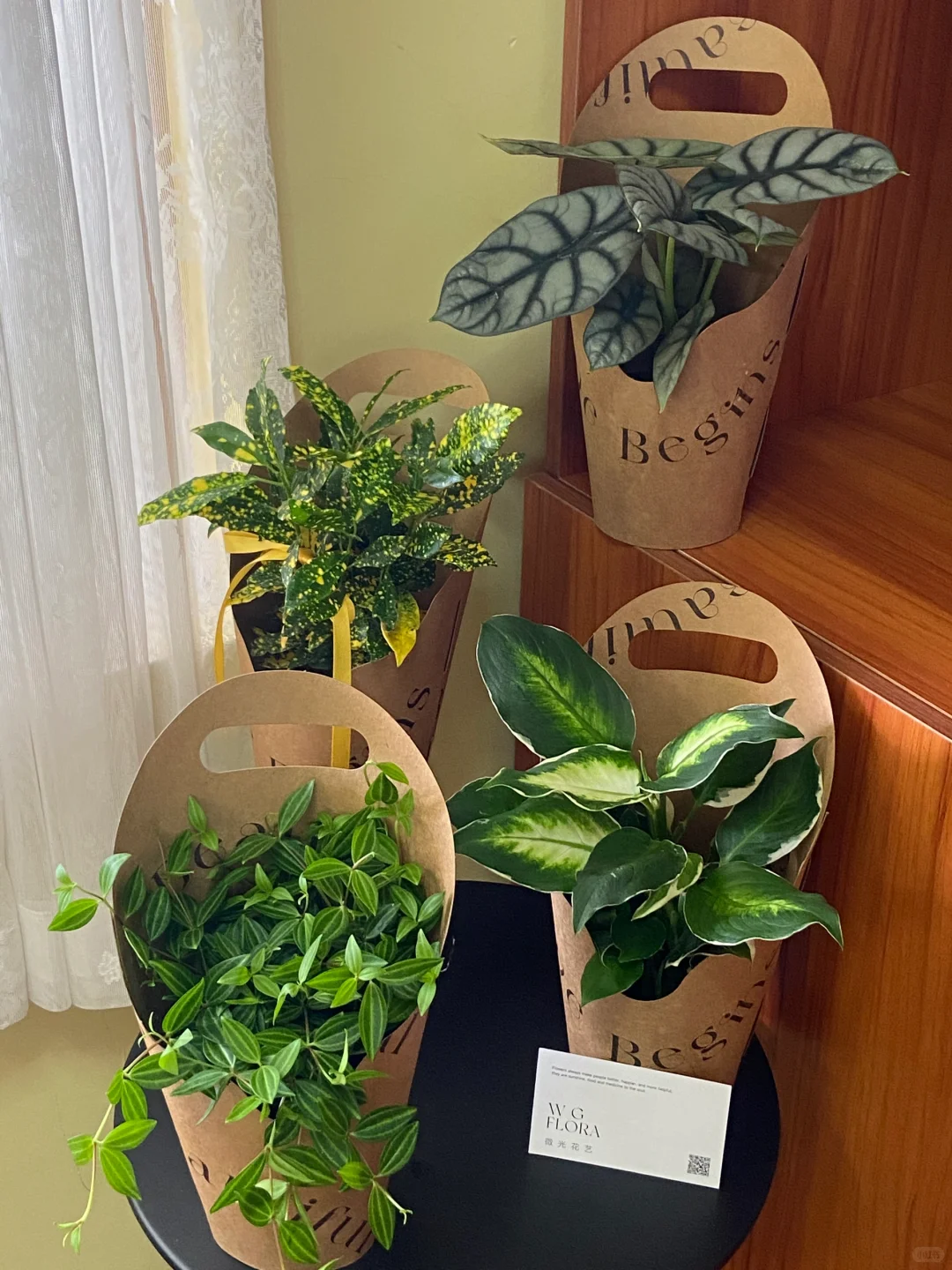 教师节盆栽～扬州花店