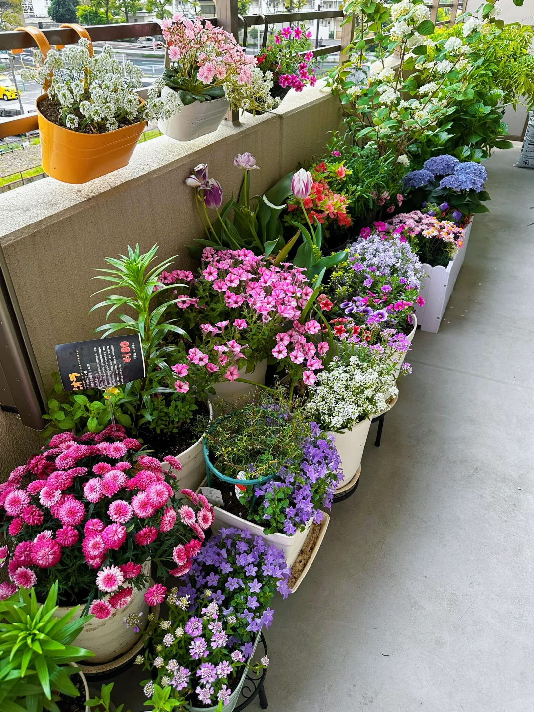 我种了一阳台的花，也不知道叫什么名字