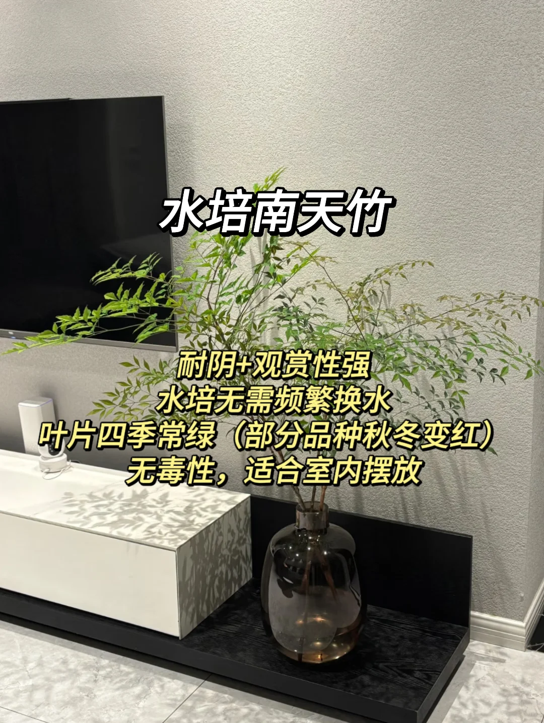 血泪教训！家庭绿植选这些才不踩坑?