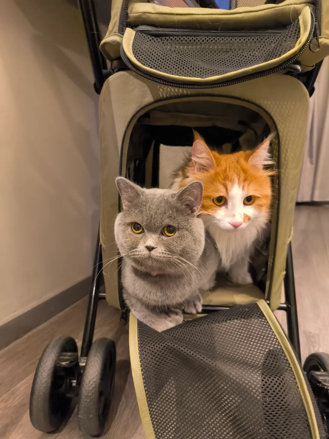 航空/铁路/公路运输 宠物?托运全攻略