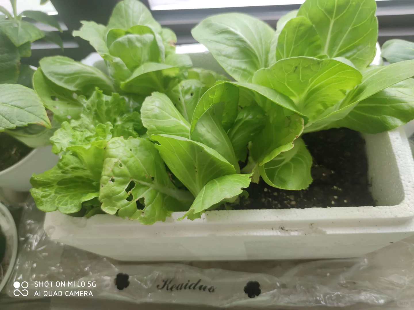 阳台种菜大全。