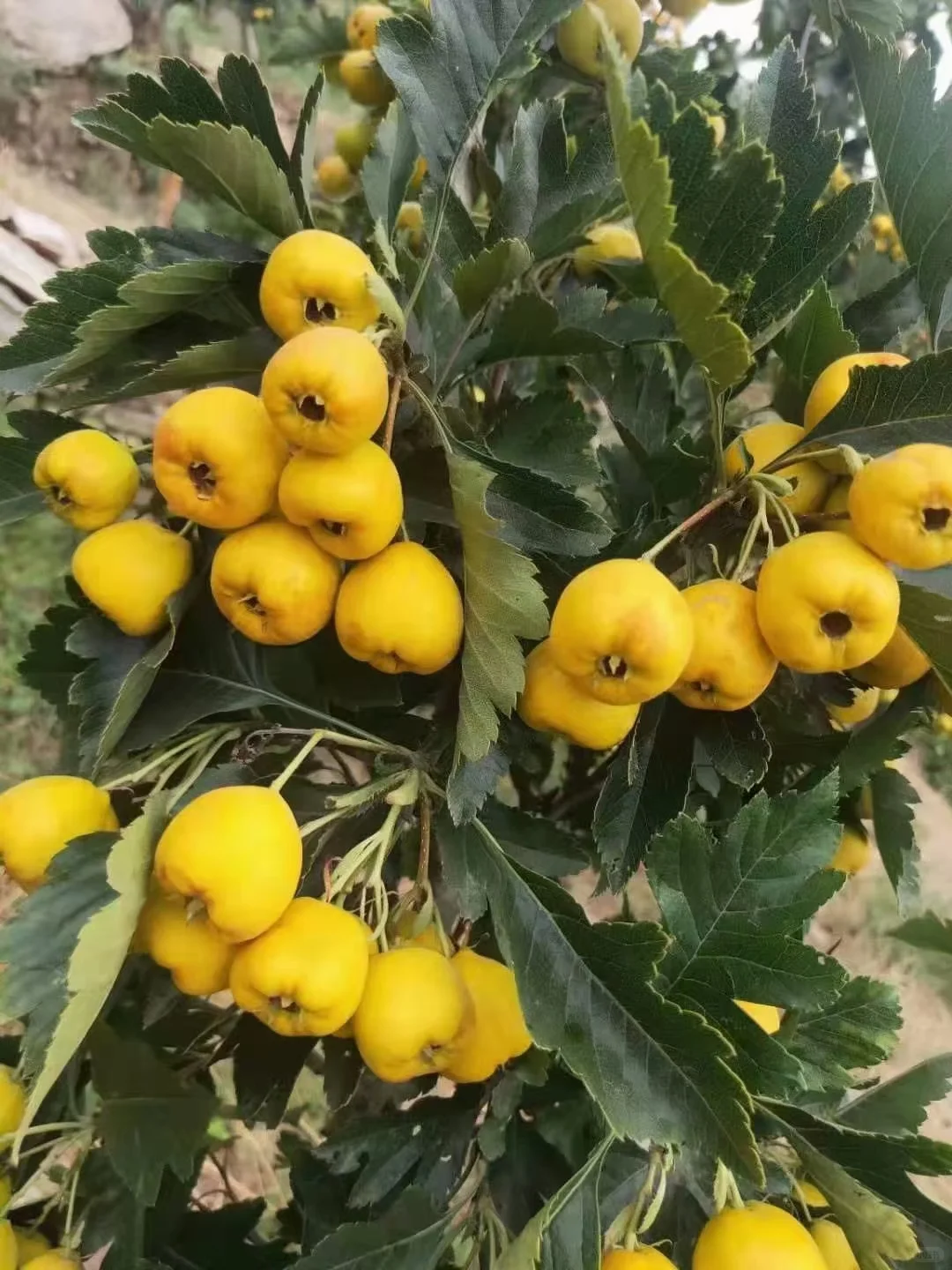 挖到了一家不错的山楂树苗