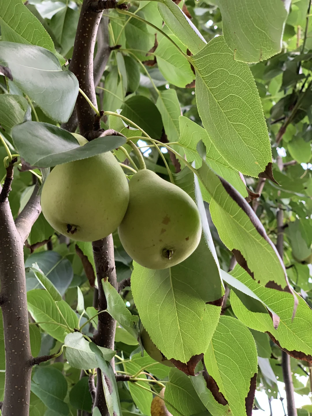 回村吃新鲜果蔬吧