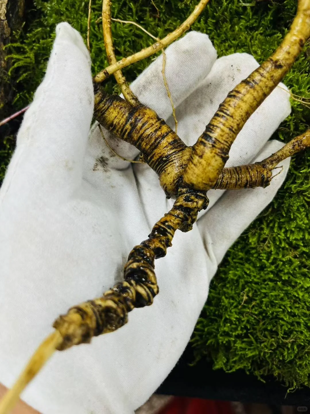 今日份野山参：放山老山参，22克，4指多卢头