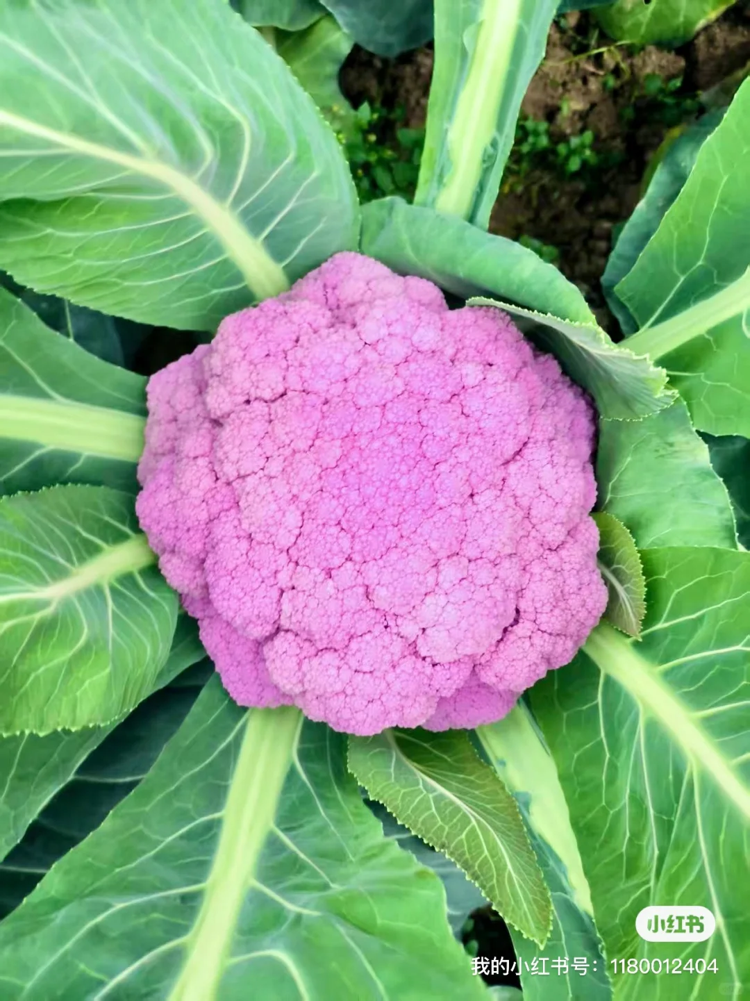 南宁大学东路万达广场旁，各种菜苗。