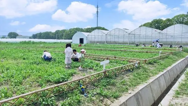 云上认养——打造共享菜园,种出绿色财富