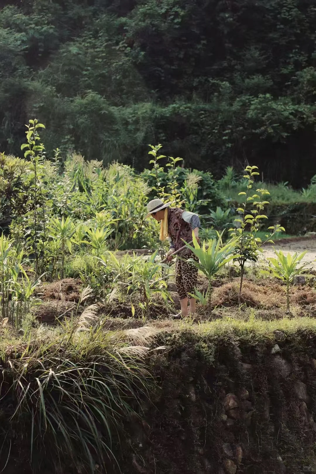 永嘉楠溪江畔的劳动者