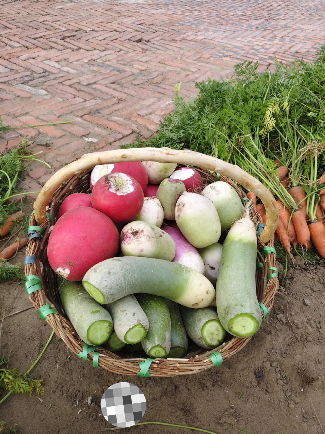 东北农家菜园秋收2️⃣萝卜