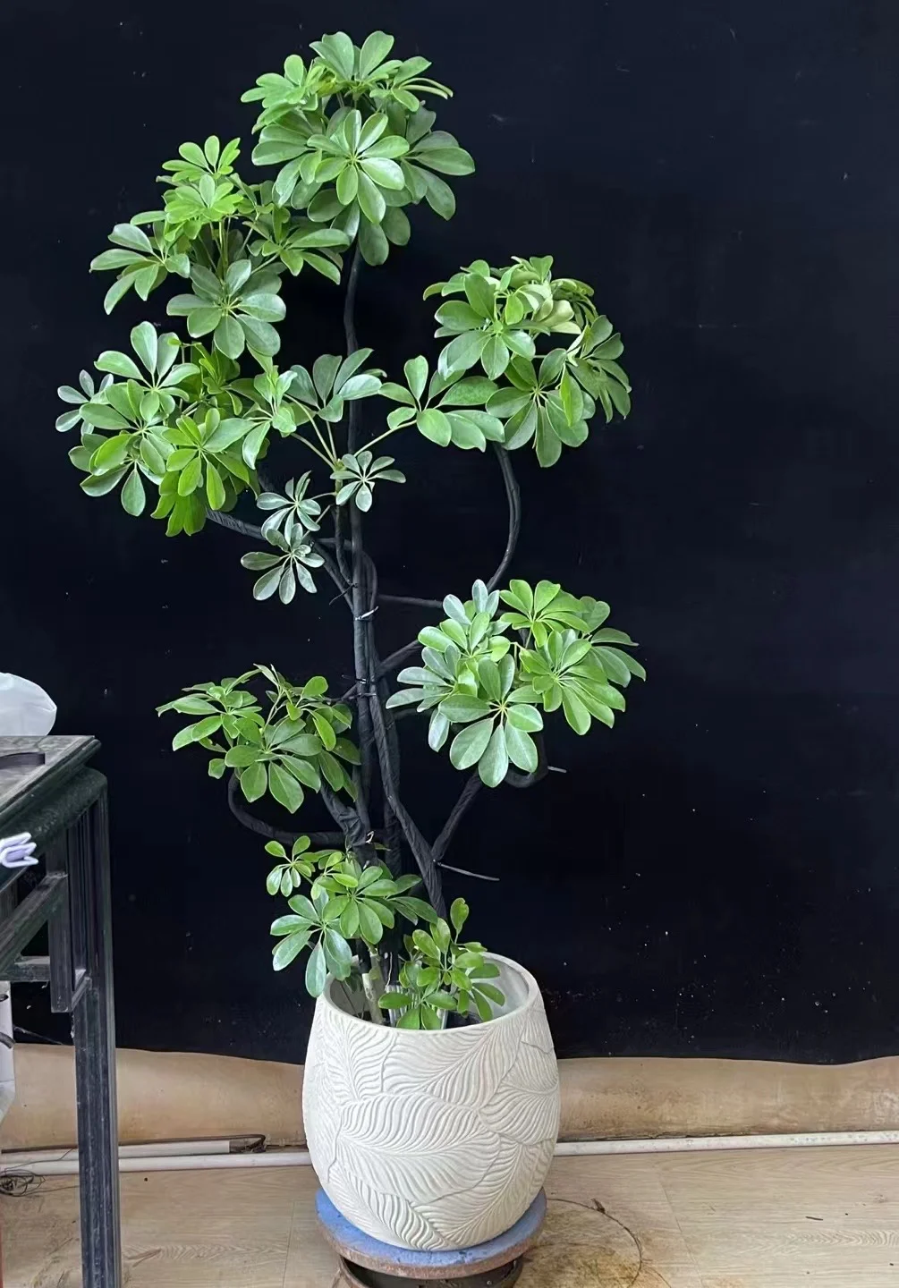 深圳绿植租买，批发，同城免费送货上门