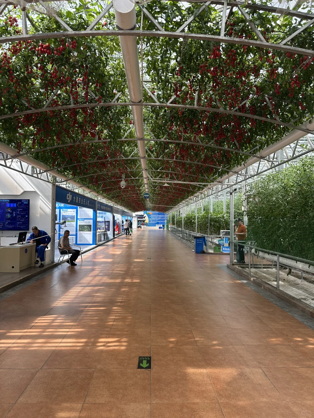 空中蔬菜廊架Aerial vegetable trellis