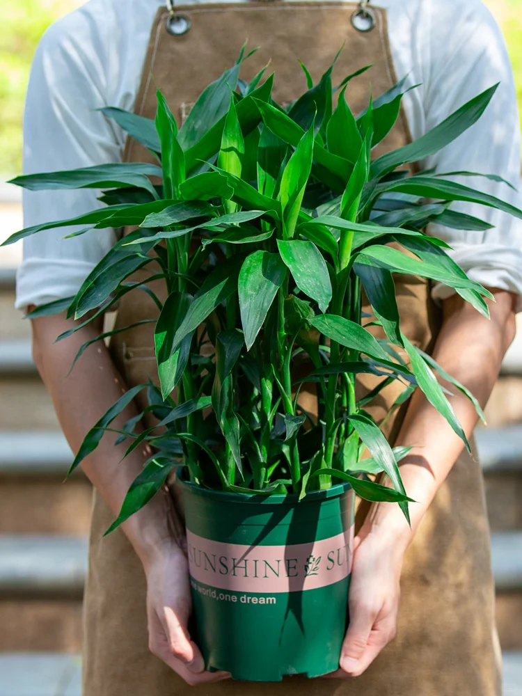 ?新上架！富贵竹盆栽高级感拉满