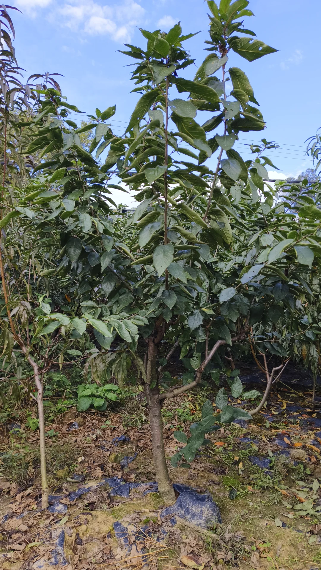 成都龙泉驿区果树苗基地