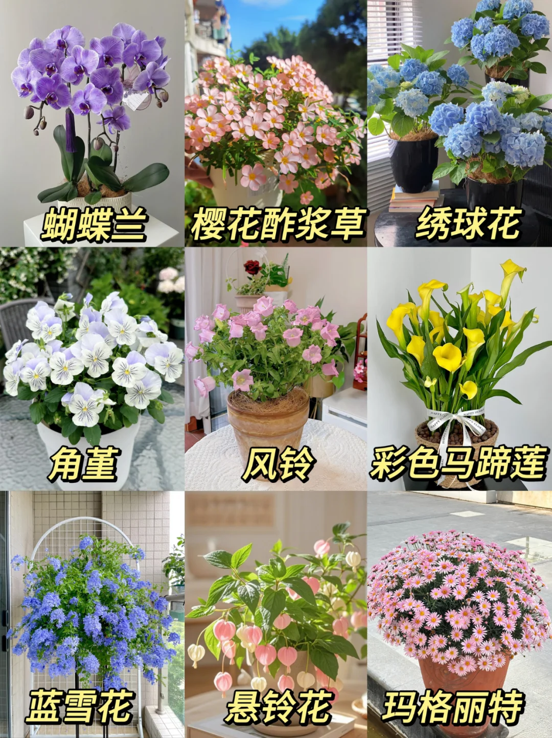 九款颜值高花期长的盆花（附养护指南）