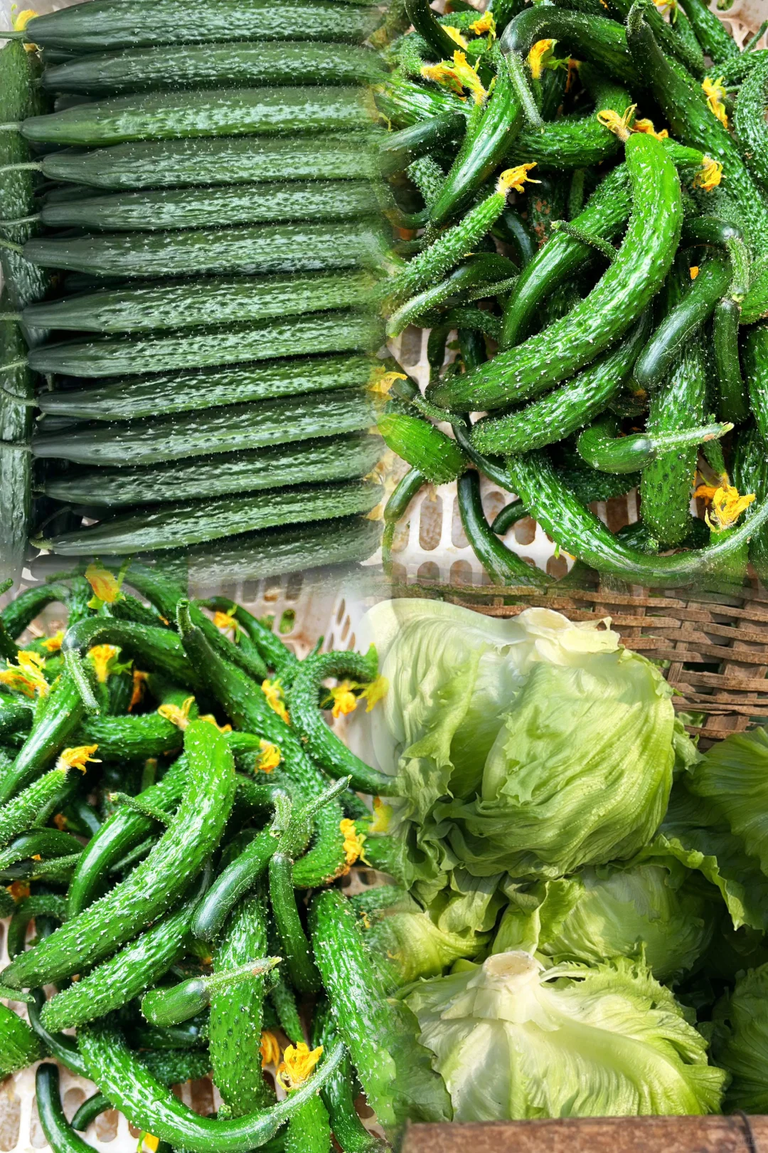 饭店老板的救星⭐蔬菜批发商的日常