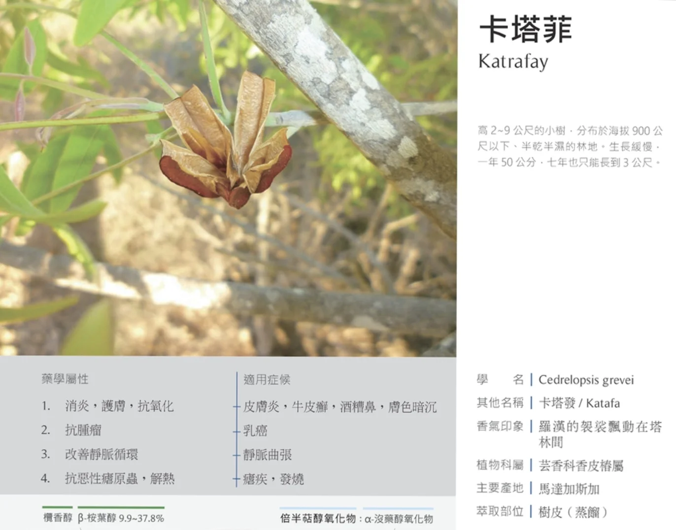 卡塔菲精油你用过吗？