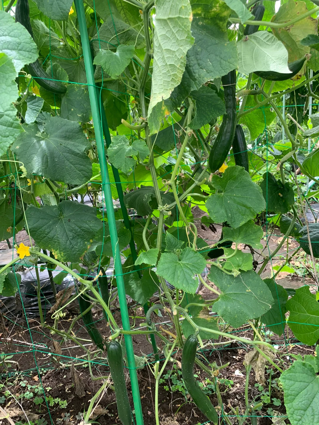 小小菜地，收获多多