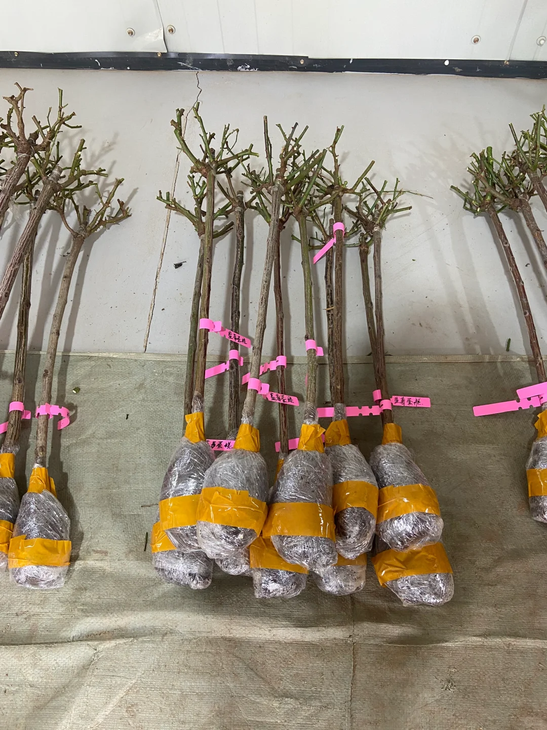 今天的苗发美国