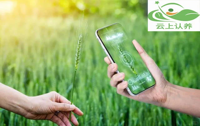 云上认养——智慧农业到底智慧在哪？