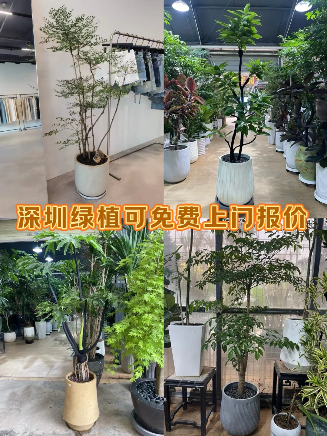 深圳绿植租买，批发，同城免费送货上门