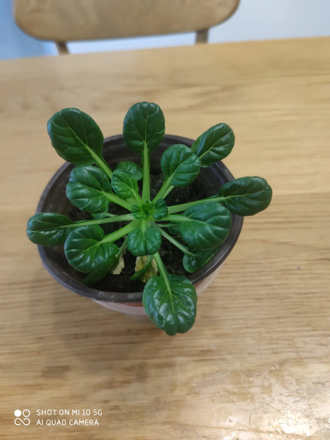 阳台种菜大全。