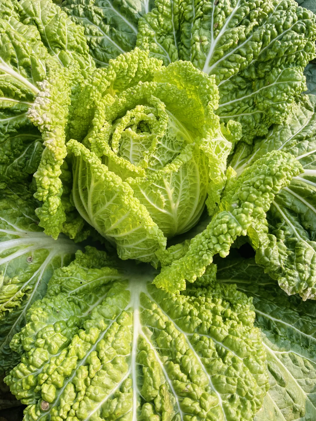 要吃就是绿色健康农家菜?