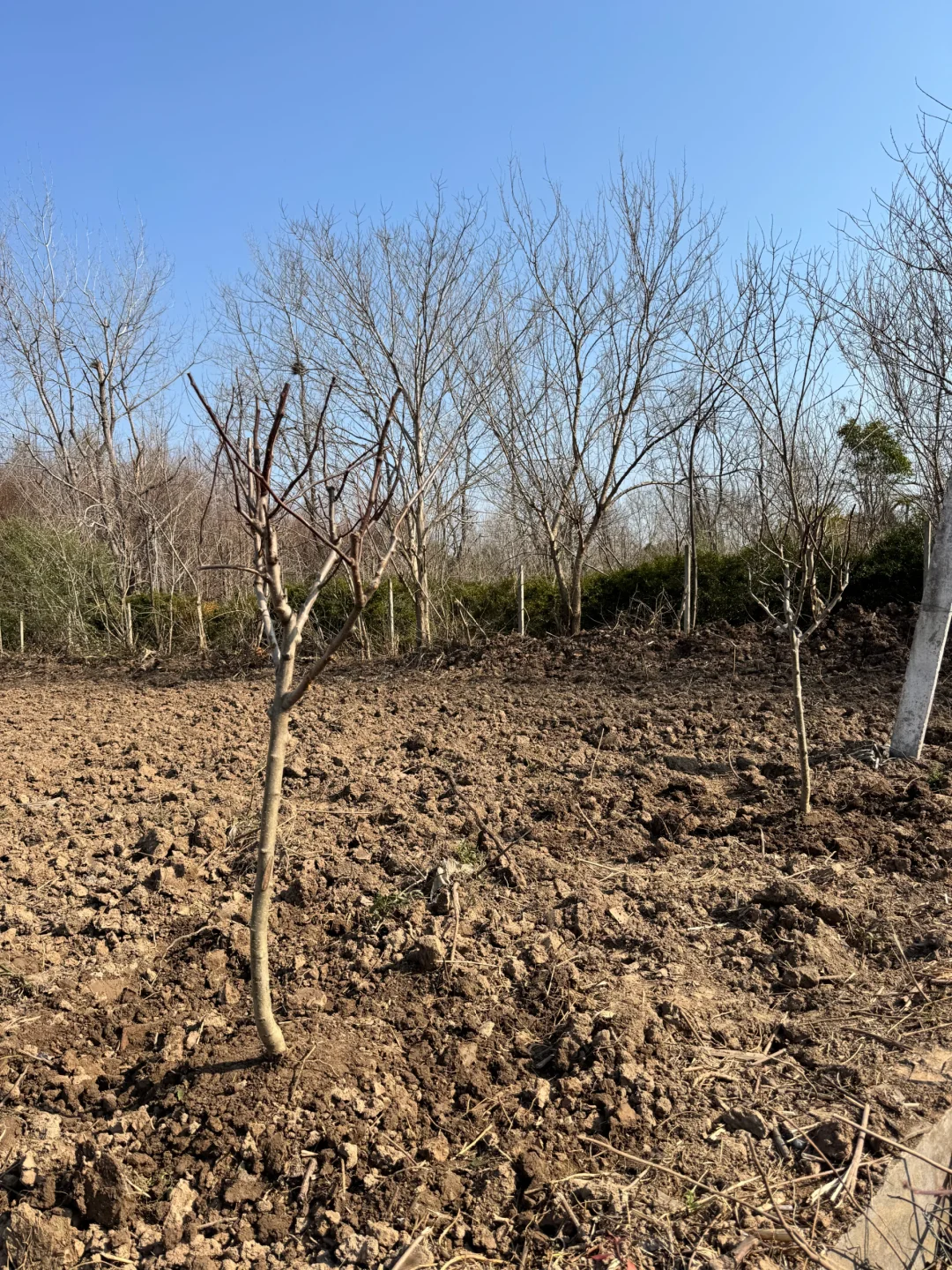 挖到了一家不错的山楂树苗