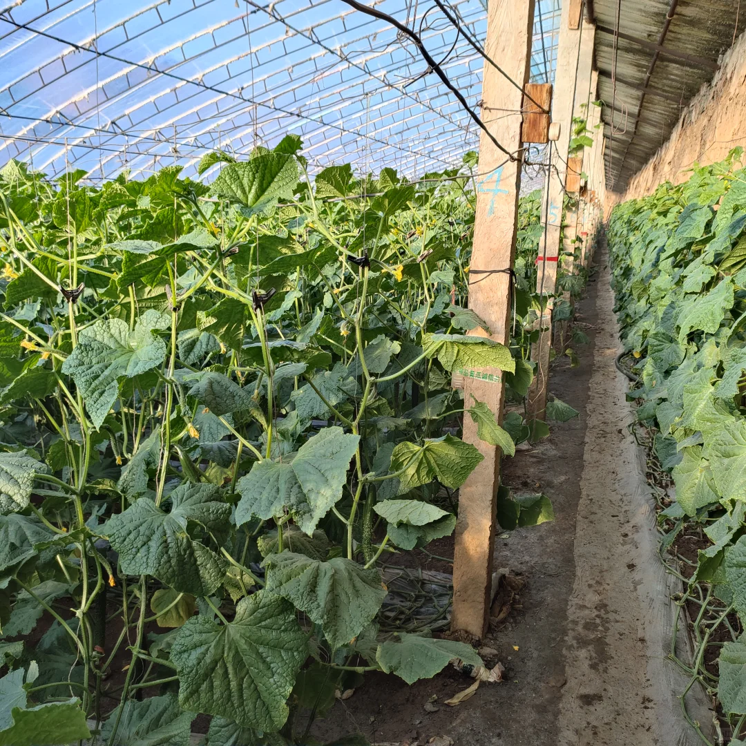 蔬菜大棚里，爸妈弄的黄瓜