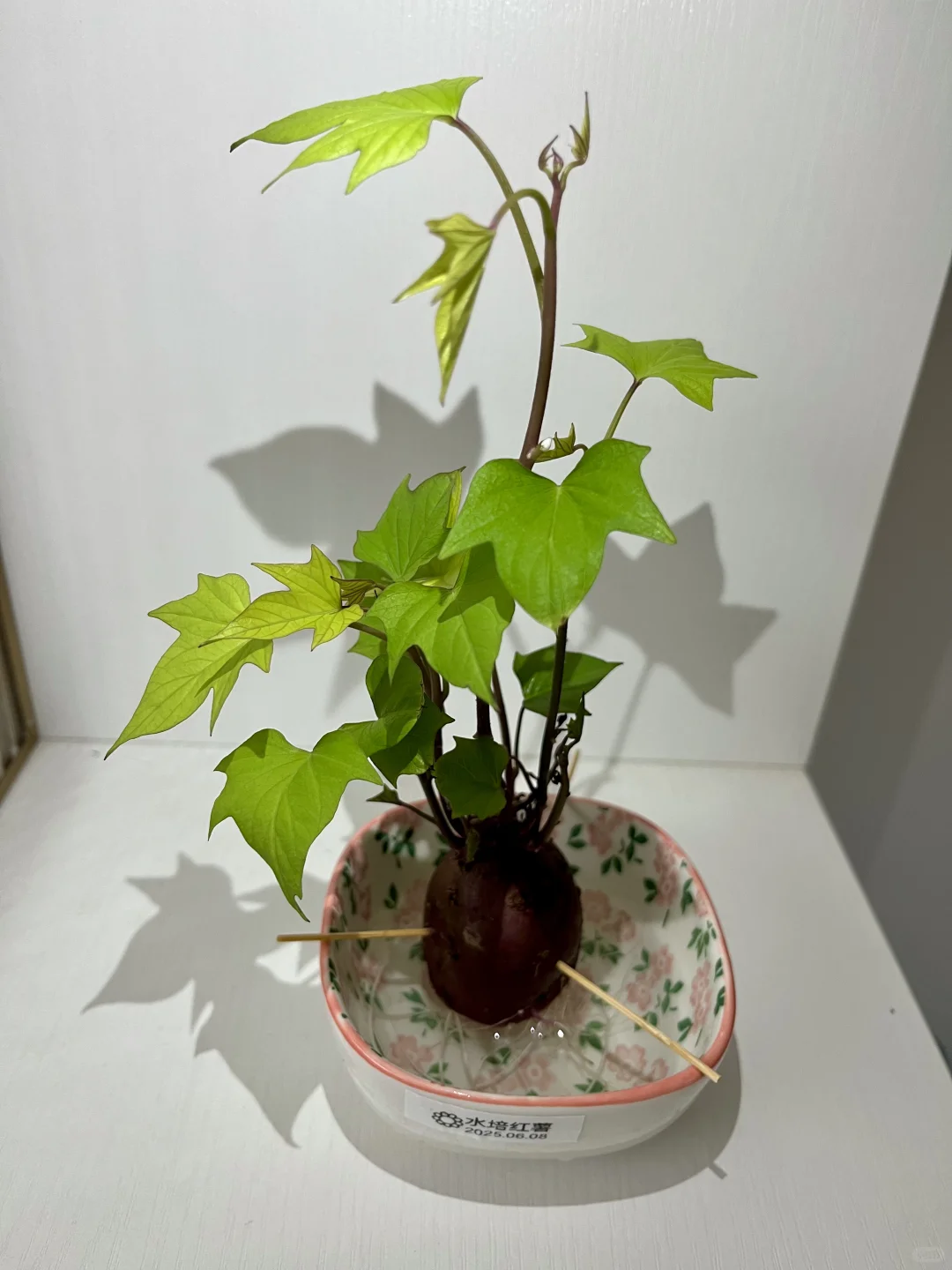 Hydroponic vegetables 水培各类蔬菜